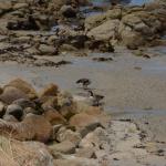 Monterey2016_0088 (April 29, 2016)